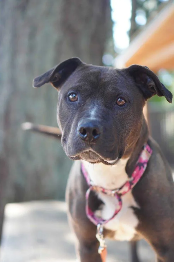 An adult large-sized female Pit Bull Terrier dog named Dori for adoption in Vancouver, WA