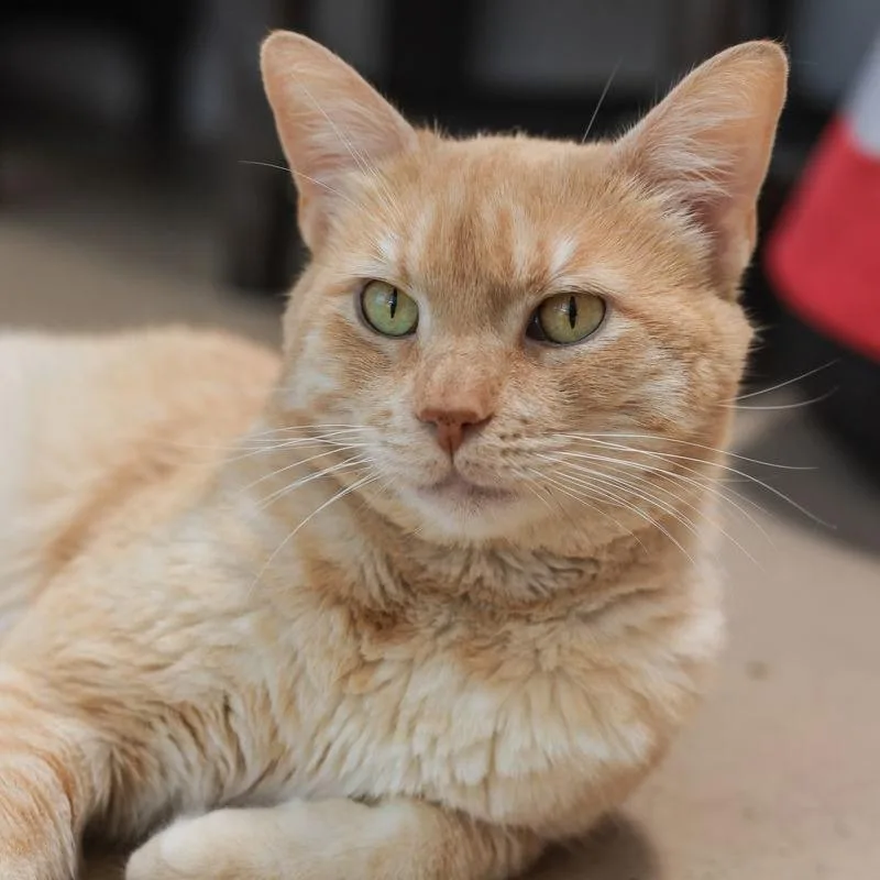 A senior large-sized male Cream / Ivory Domestic Short Hair cat named Mac for adoption in Los Angeles, CA