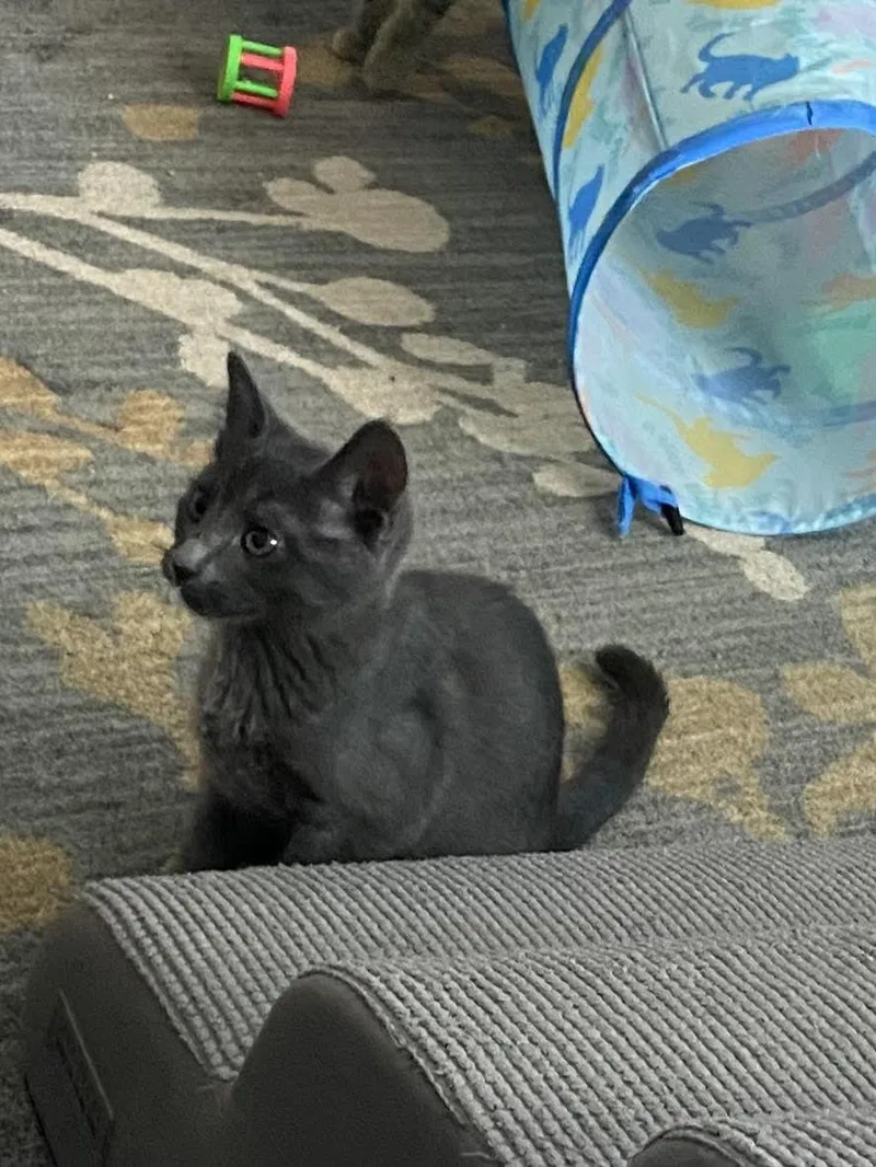 A young medium-sized female Gray / Blue / Silver Domestic Short Hair cat named Tanya Liteoff for adoption in Fort Collins, CO