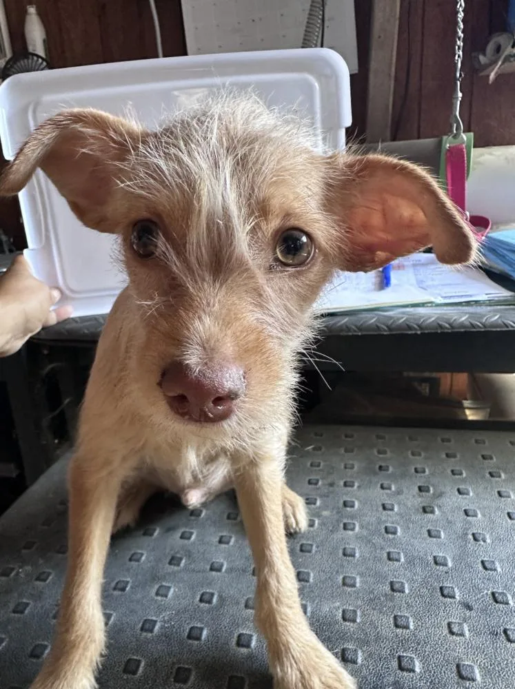 A baby small-sized male White / Cream Terrier dog named Suede for adoption in Manhattan, NY