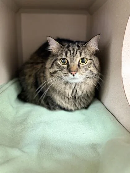 Nala Bonded W Charlie