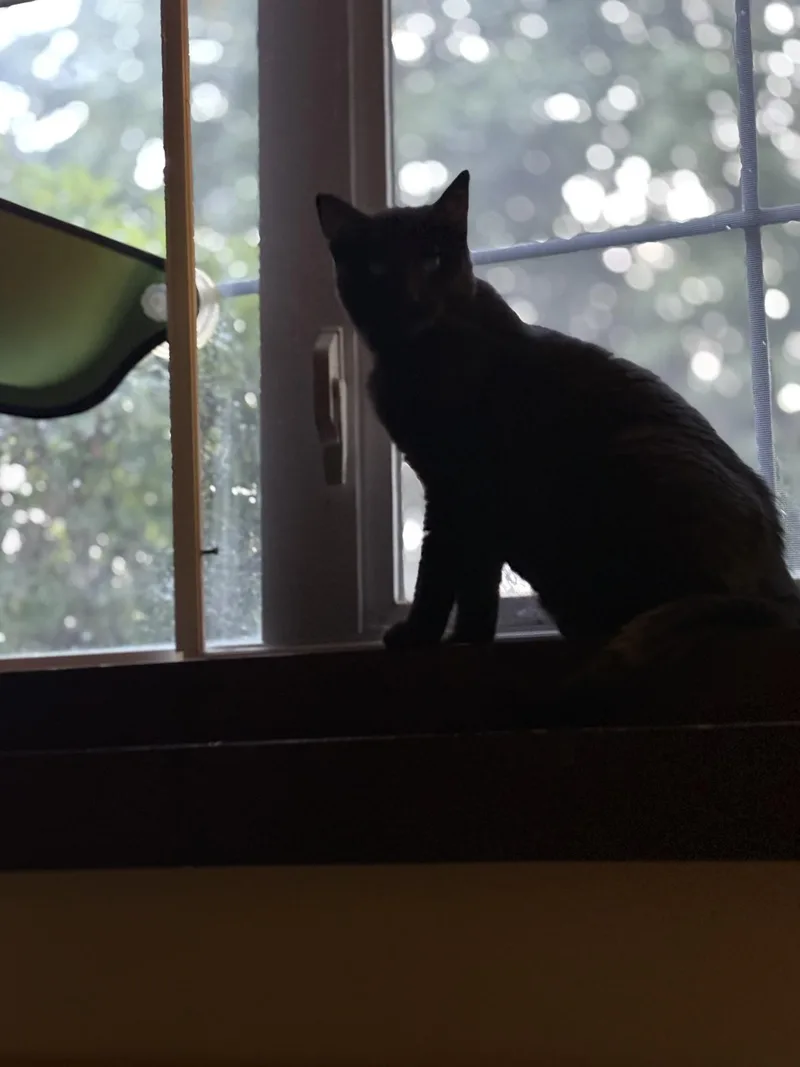 A young medium-sized female Black Domestic Short Hair cat named Maida Bonded with for adoption in Sisseton, SD