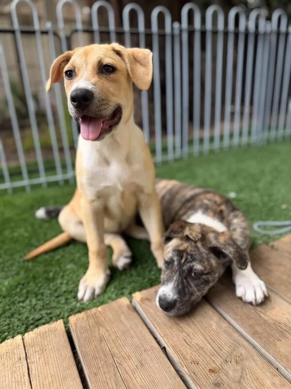 A baby medium-sized female Brindle Shepherd dog named Jan for adoption in Van Nuys, CA