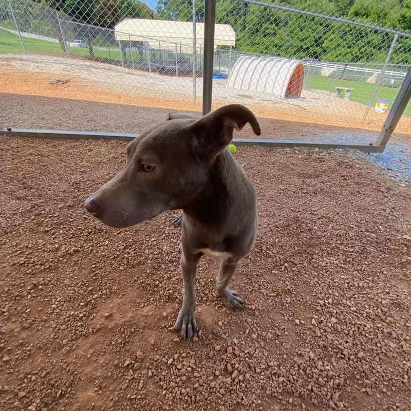 A young medium-sized male Brown / Chocolate Mixed Breed dog named Norwich for adoption in Greenville, SC
