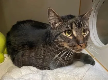 An adult medium-sized male Domestic Short Hair cat named Mouser for adoption in Fairfax, VA