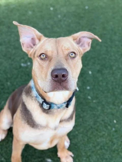A young large-sized female Mixed Breed dog named Cali for adoption in Dallas, TX