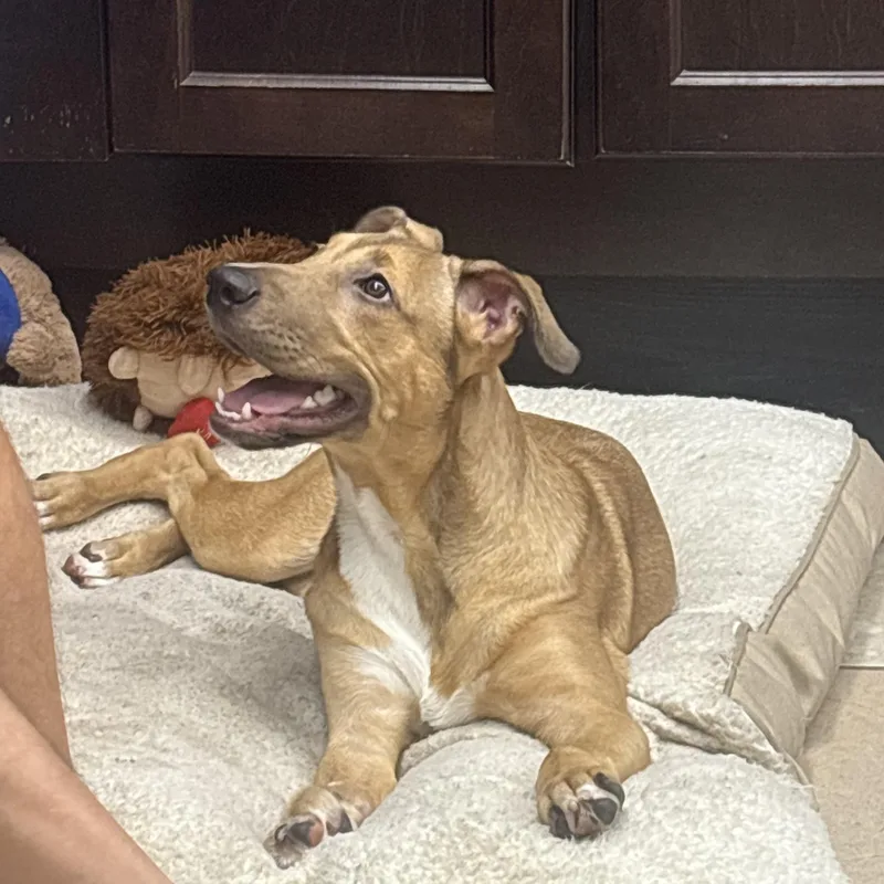 A young large-sized male White / Cream Mixed Breed dog named Cowboy for adoption in Boca Raton, FL