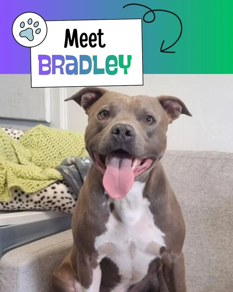 Bradley thumbnail 5