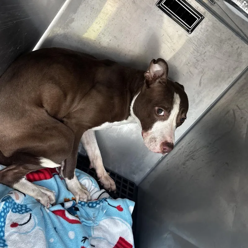 An adult medium-sized female Brown / Chocolate Mixed Breed dog named Sabree for adoption in Philadelphia, PA