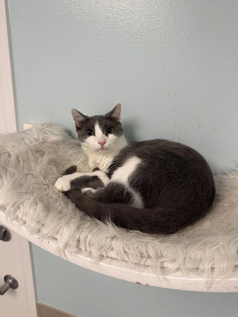 A young medium-sized male Gray & White Domestic Short Hair cat named Finn for adoption in West Hills, CA