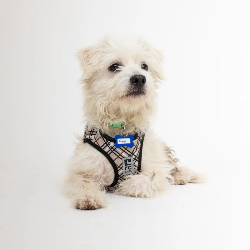Dogist