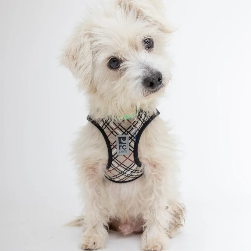 Dogist thumbnail 3