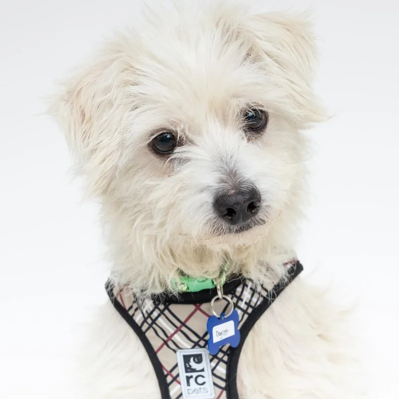 Dogist thumbnail 4