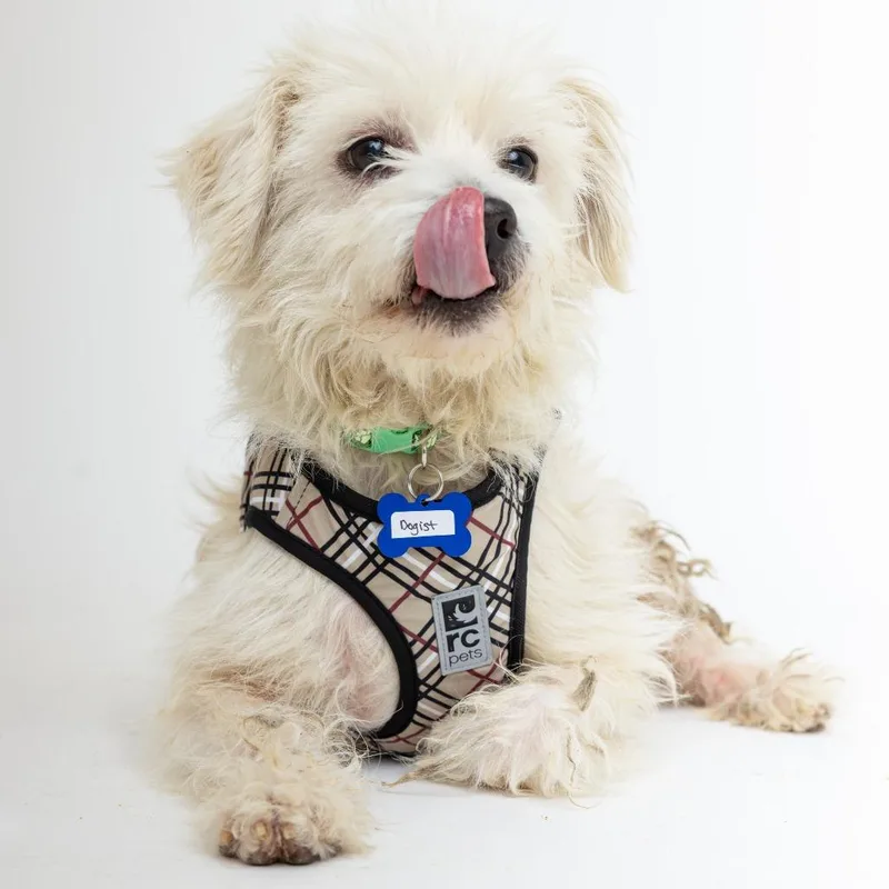 Dogist thumbnail 5