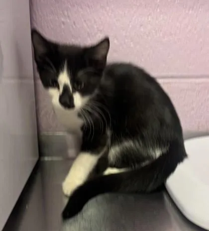 A baby small-sized female Black Domestic Short Hair cat named 61449986 for adoption in El Paso, TX