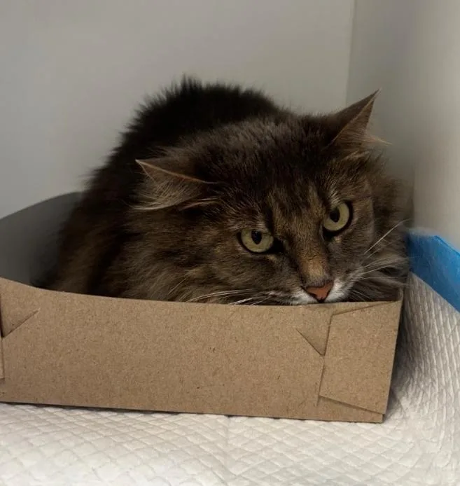 A young large-sized female Domestic Long Hair cat named Celine for adoption in Greenfield, IN