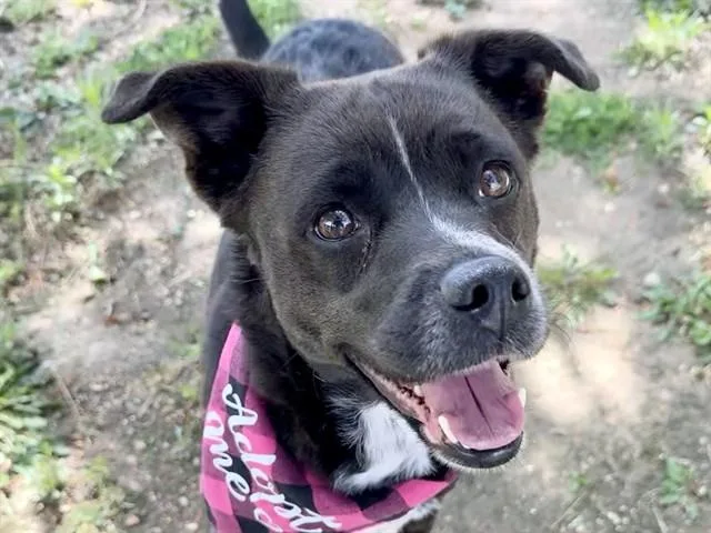 Lulu