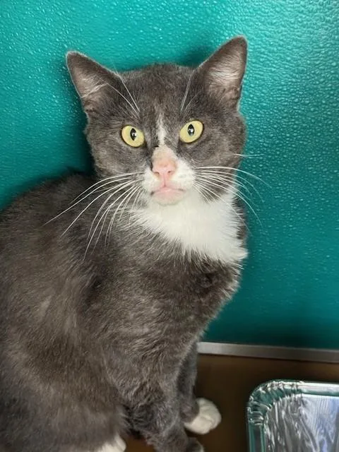 An adult large-sized male Domestic Short Hair cat named Bolton for adoption in Naples, FL