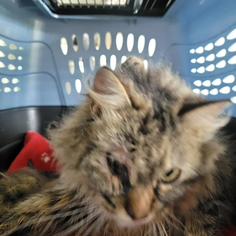 An adult medium-sized female Brown / Chocolate Domestic Long Hair cat named Gizmo for adoption in Troy, IL