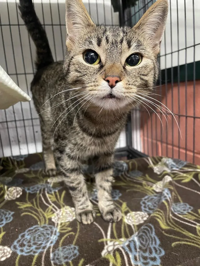 A young medium-sized female Domestic Short Hair cat named Florance for adoption in St. Albans, VT