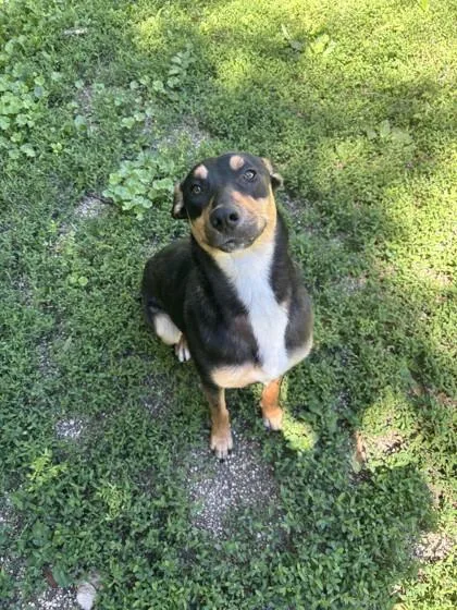 A young medium-sized female Black Mixed Breed dog named Janet for adoption in Lafayette, IN