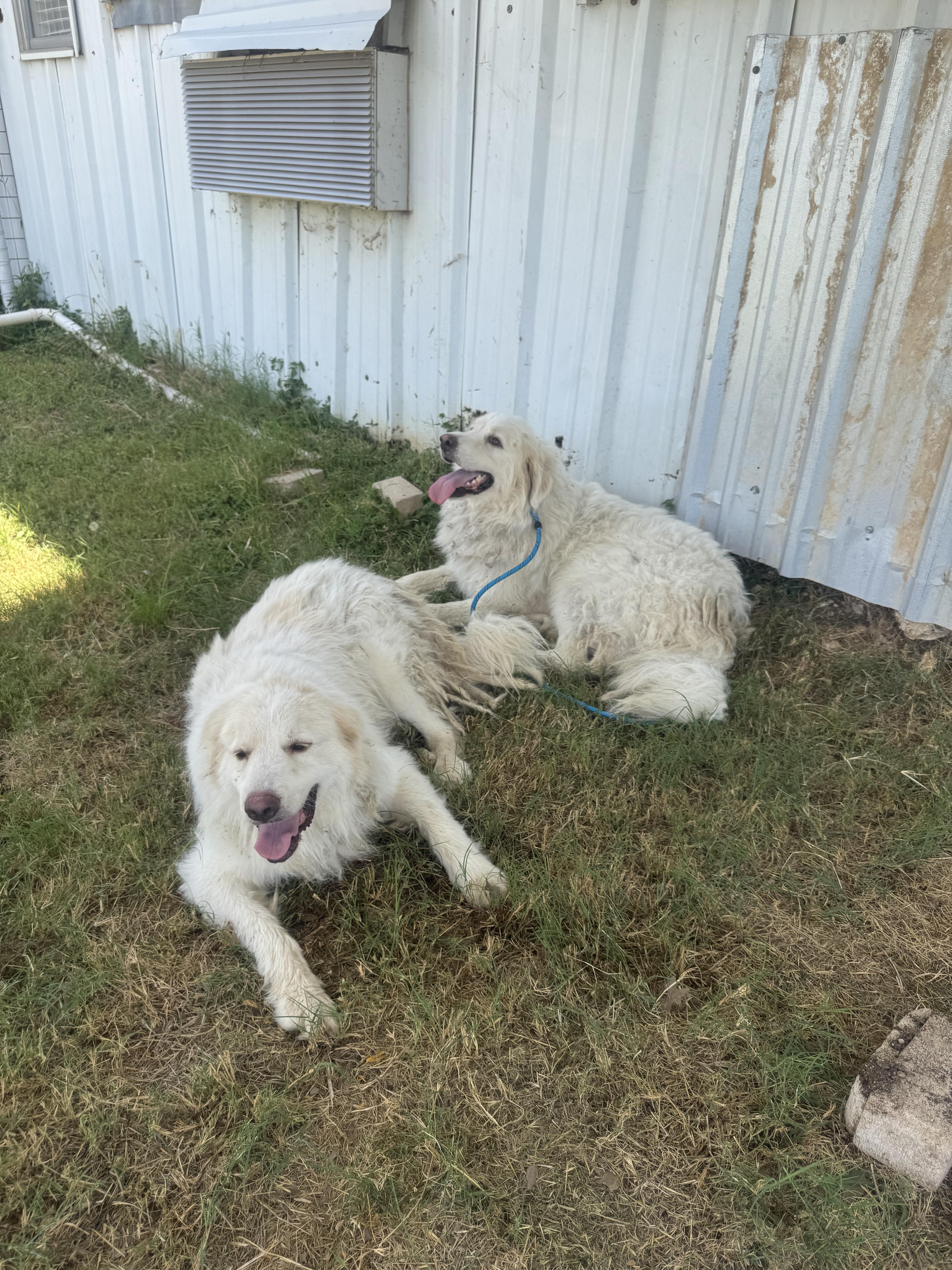 An adult large-sized male Great Pyrenees dog named Jethro ATX for adoption in Quinlan, TX