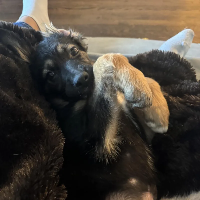 Louis Vuitton thumbnail 4