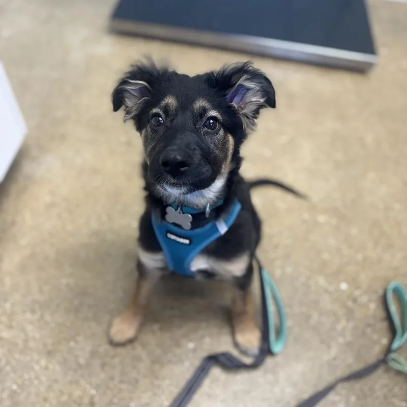 Louis Vuitton thumbnail 5