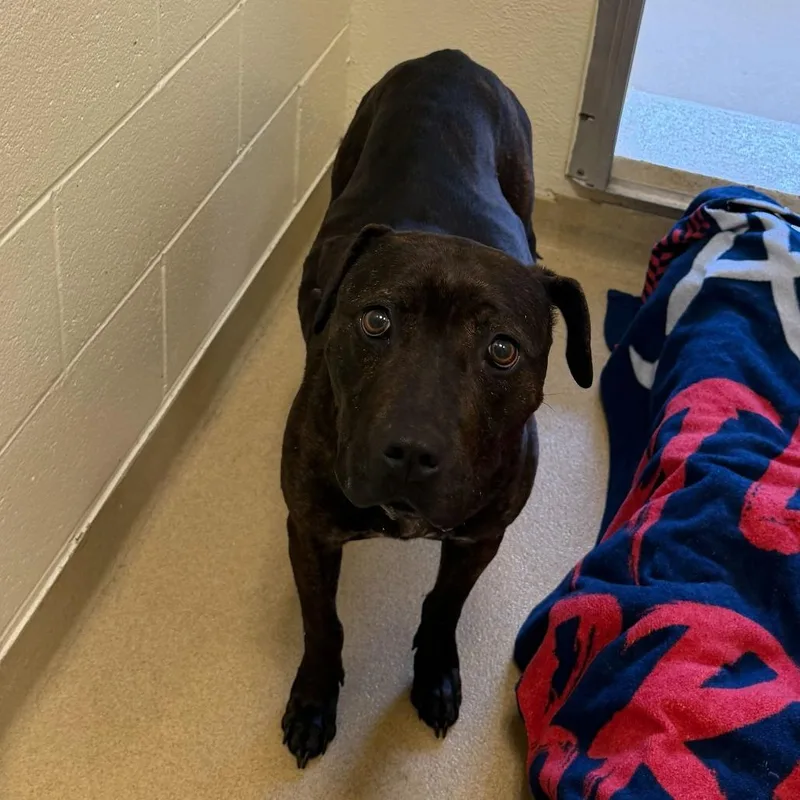 Elizabeth thumbnail 2