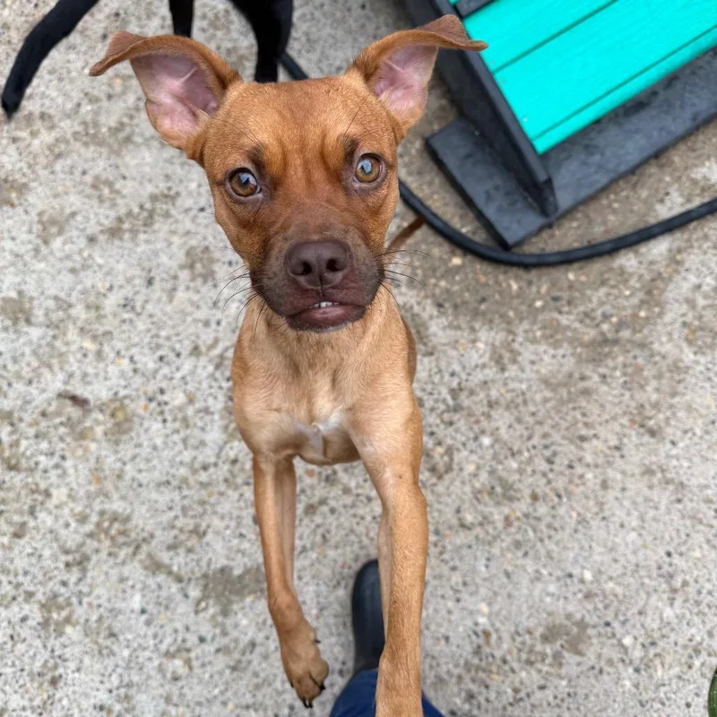 A young small-sized female Yellow / Tan / Blond / Fawn Mixed Breed dog named Scrambler for adoption in Charleston, WV