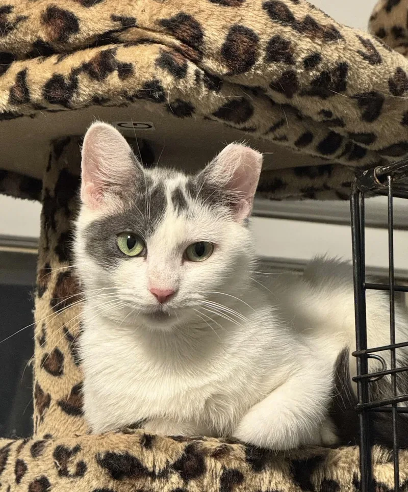 A young small-sized female Gray & White Domestic Short Hair cat named Suzie for adoption in Canton, OH