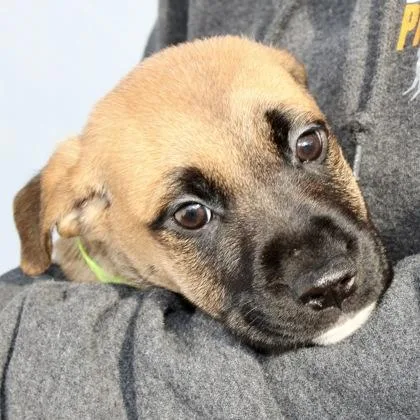 Charlie Brown thumbnail 2