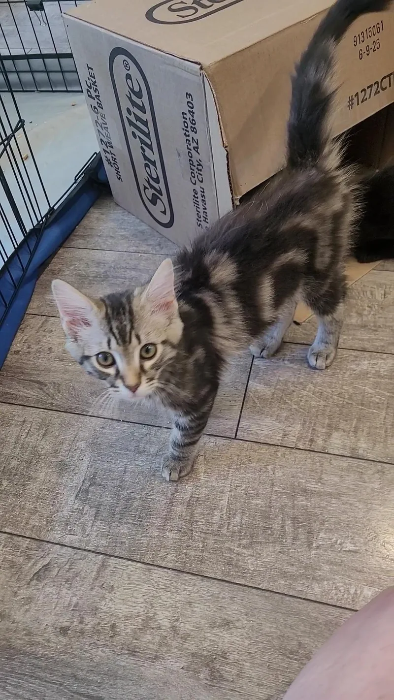 A baby small-sized male Smoke Domestic Long Hair cat named Henny for adoption in Escalon, CA