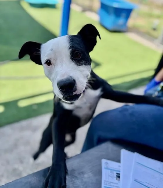 A young large-sized male Mixed Breed dog named Shadow for adoption in Dallas, TX