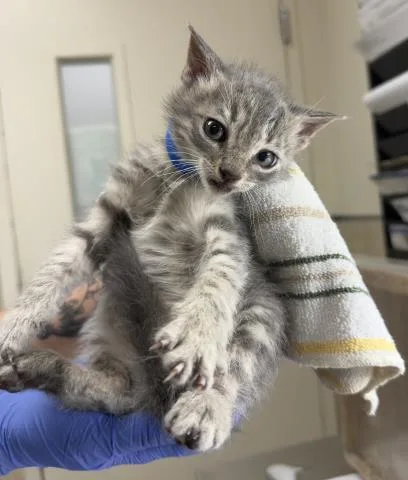 A baby small-sized male Domestic Short Hair cat named Jack for adoption in Riverside, CA