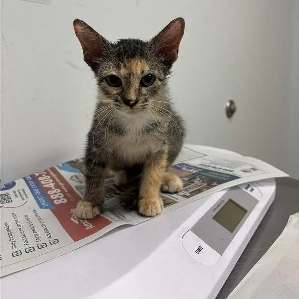 A baby small-sized female Gray / Blue / Silver Domestic Short Hair cat named Sara for adoption in Jacksonville, FL