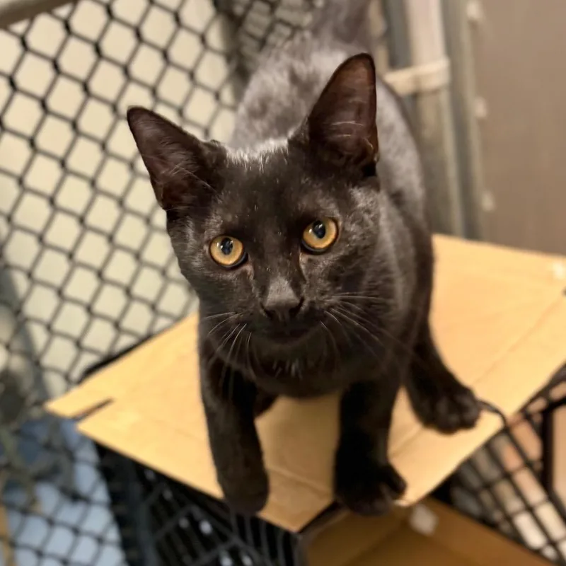 Jet thumbnail 6