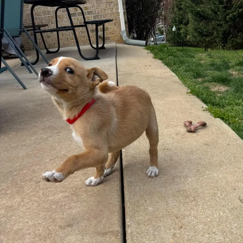 A baby medium-sized female Brown / Chocolate Labrador Retriever dog named Zelda for adoption in Jarrettsville, MD
