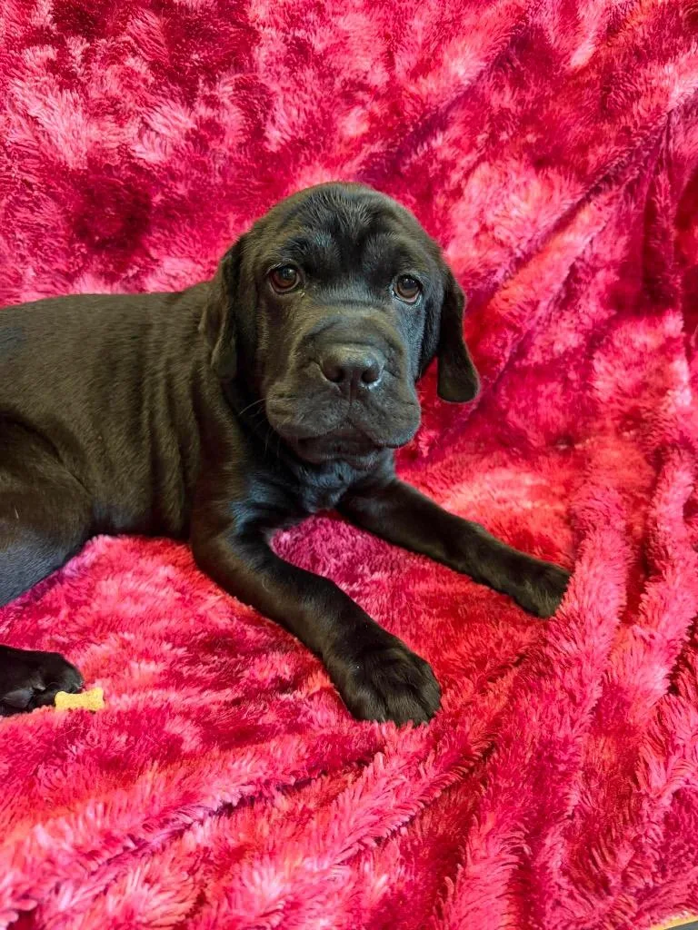 A baby medium-sized female Mixed Breed dog named Cinnamon for adoption in Lagrange, IN