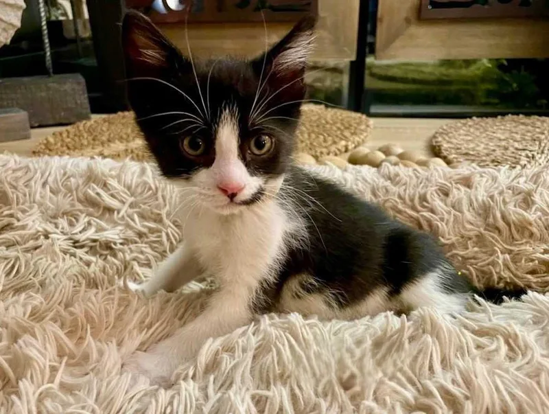A baby medium-sized male Domestic Short Hair cat named Damion for adoption in Denver, CO