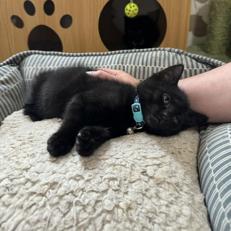 A baby medium-sized male Black Domestic Short Hair cat named Mantis for adoption in China Township, MI