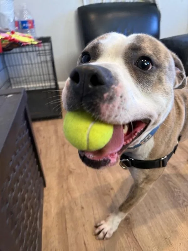 An adult large-sized male Pit Bull Terrier dog named Ash for adoption in Austin, TX