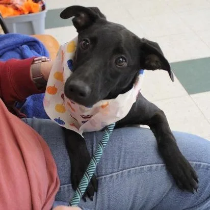 A young small-sized male Labrador Retriever dog named Cletus for adoption in Birmingham, AL