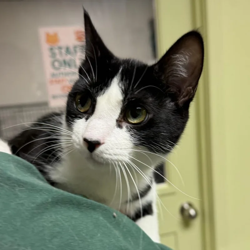 A young medium-sized female Black Domestic Short Hair cat named Moo for adoption in Normal, IL