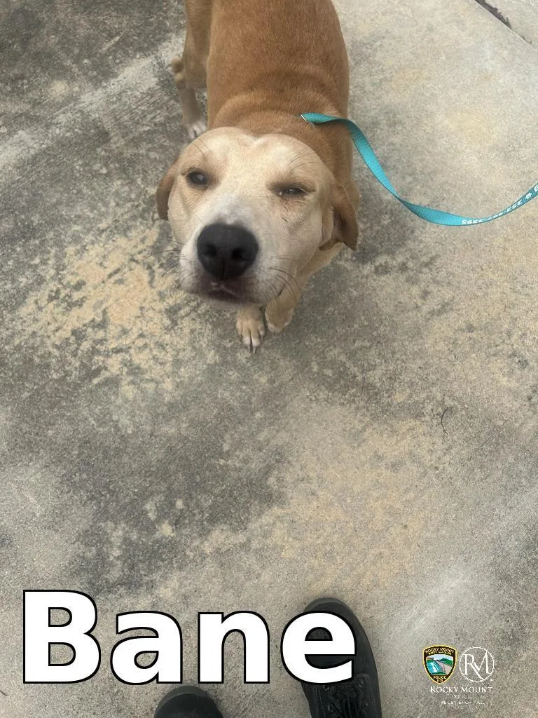 An adult medium-sized male Pit Bull Terrier dog named Bane for adoption in Rocky Mount, NC