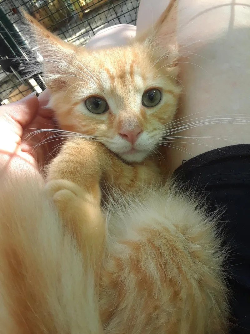 A baby small-sized male Orange / Red Domestic Long Hair cat named CocaCola Zero for adoption in Millerton, PA