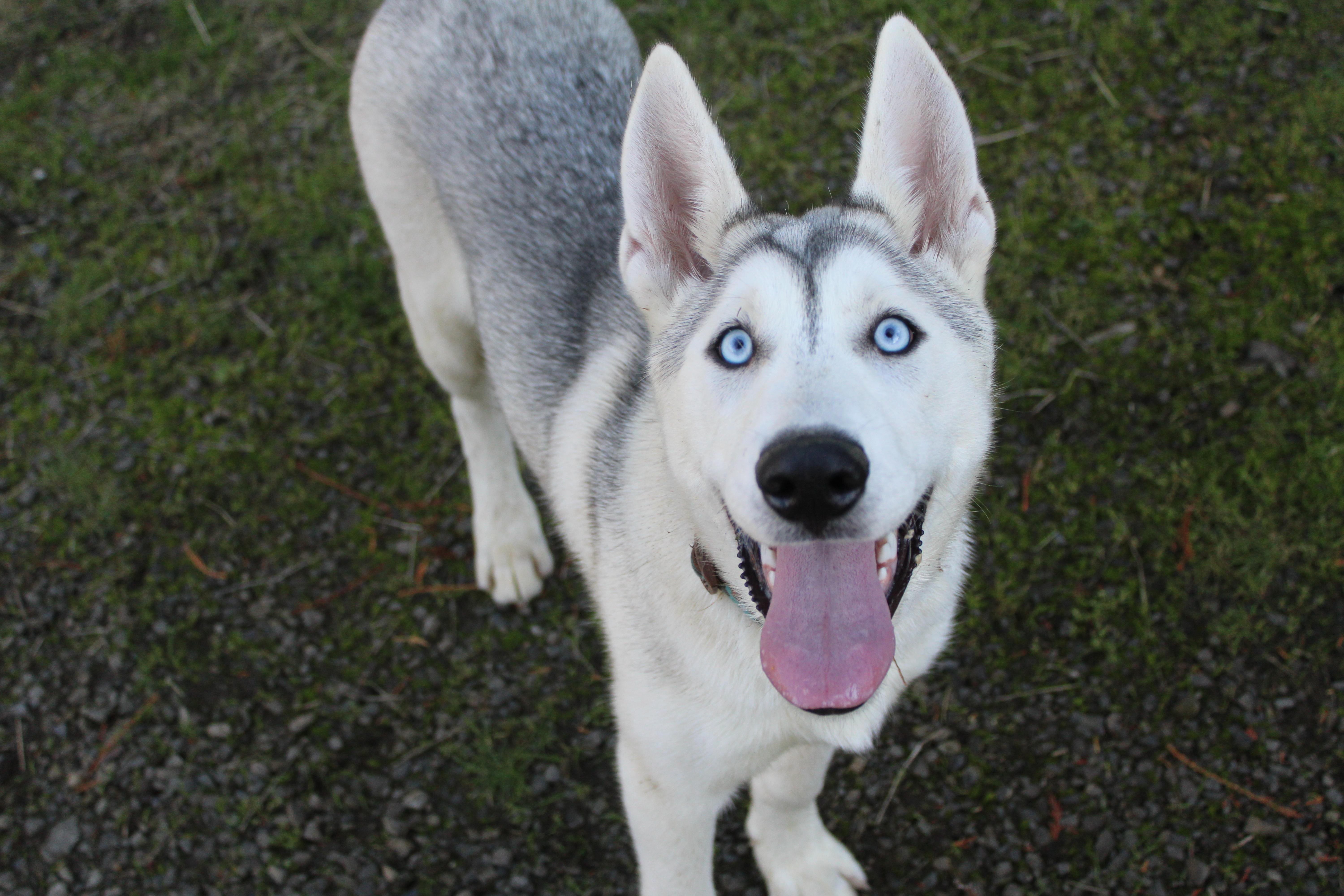 A young large-sized male Husky dog named Juno for adoption in Tillamook, OR