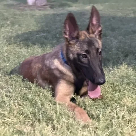A young large-sized male Belgian Shepherd / Malinois dog named Dale for adoption in Glendale, AZ