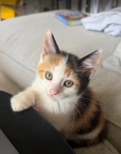 A baby small-sized female Domestic Short Hair cat named Menace for adoption in West Chester, PA
