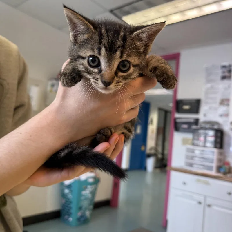 A baby small-sized male Brown / Chocolate Domestic Short Hair cat named Furbee for adoption in Austin, TX